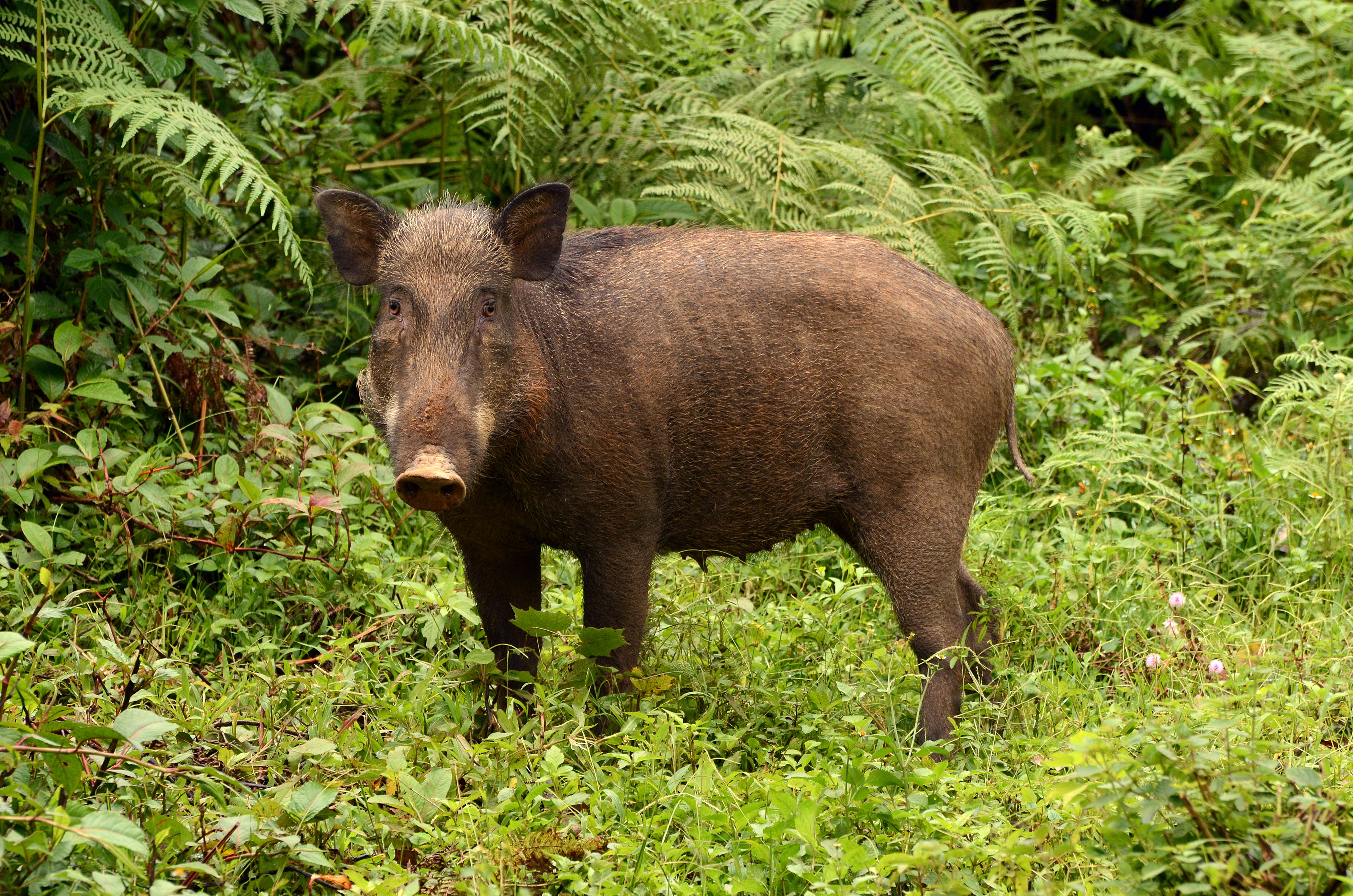 Japanese Wild Boar